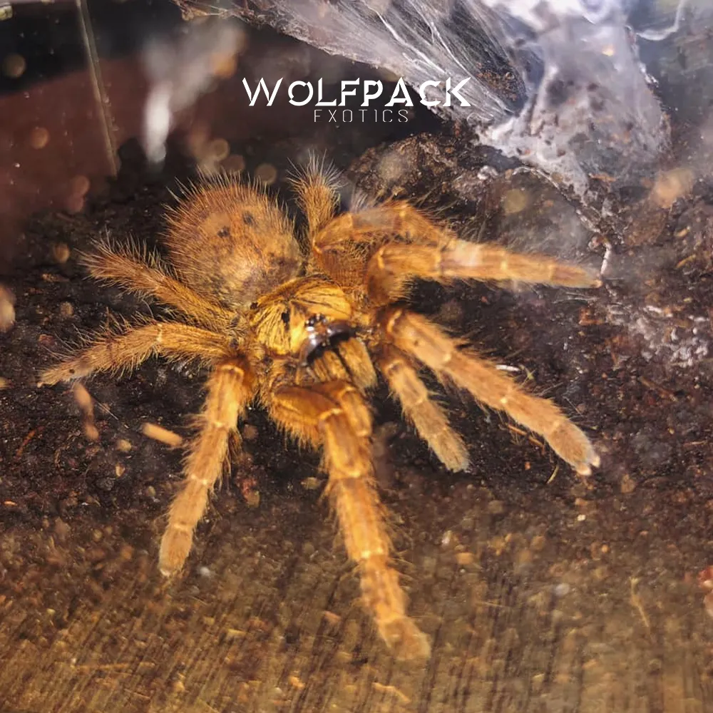 24132 orange baboon tarantula 1