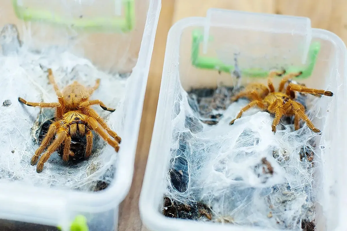 24132 orange baboon tarantula 2