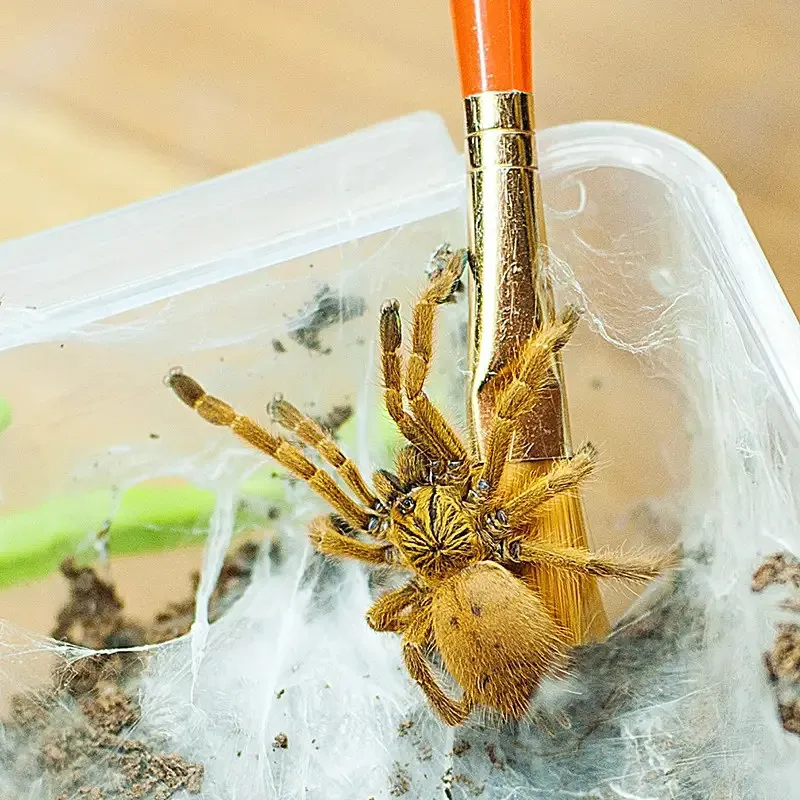 24132 orange baboon tarantula 3