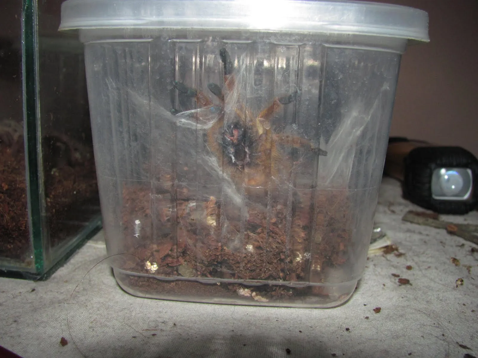 24132 orange baboon tarantula 6