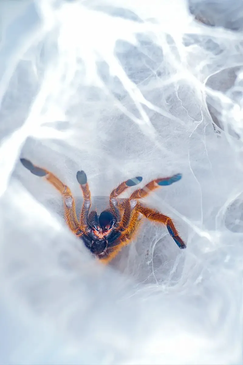 24132 orange baboon tarantula 7