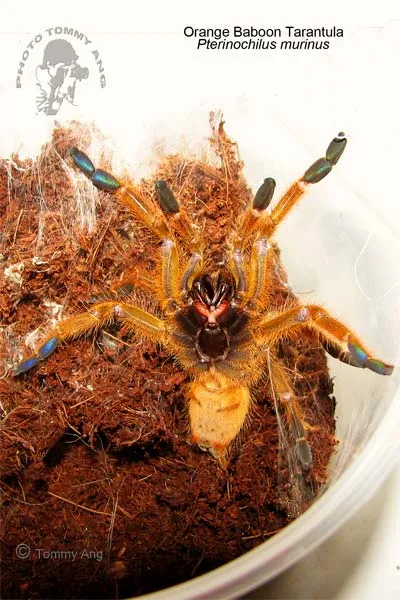 /img/24132-orange-baboon-tarantula-8.webp