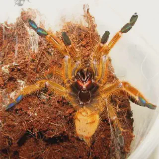 /img/24132-orange-baboon-tarantula-8.webp