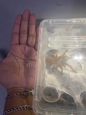 24133 obt tarantula breeder
