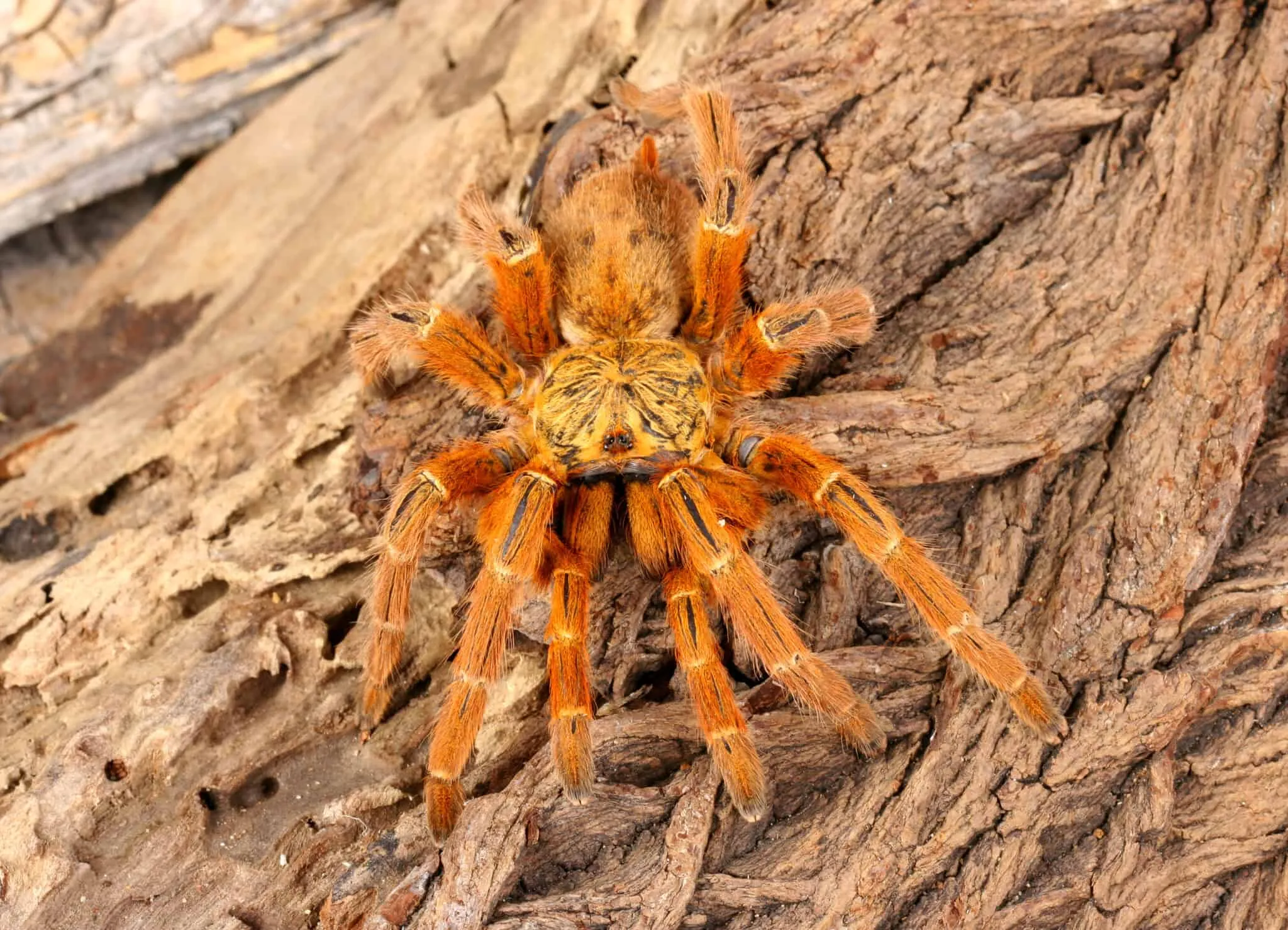 24133 obt tarantula enclosure