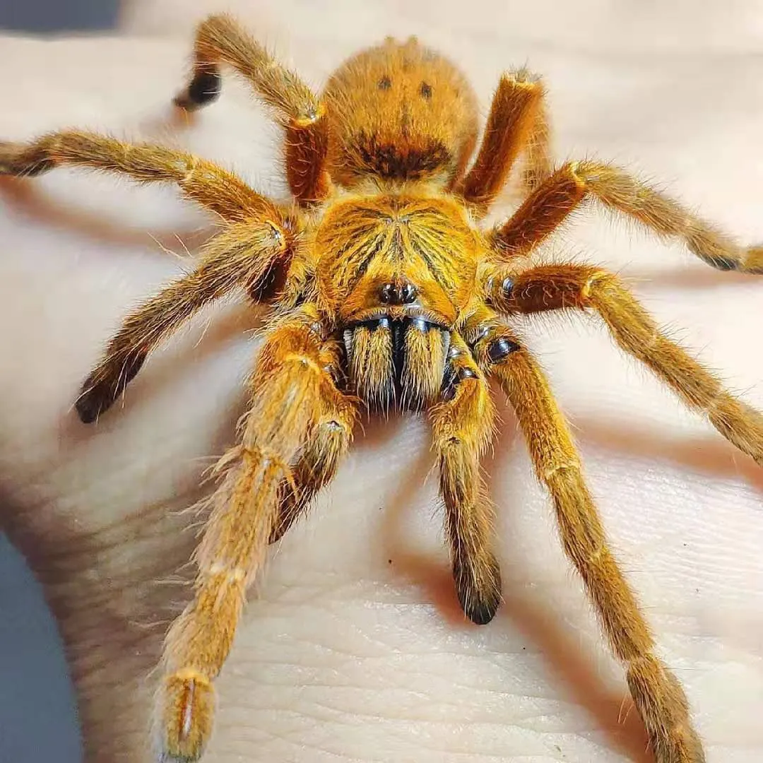 24133 obt tarantula feeding