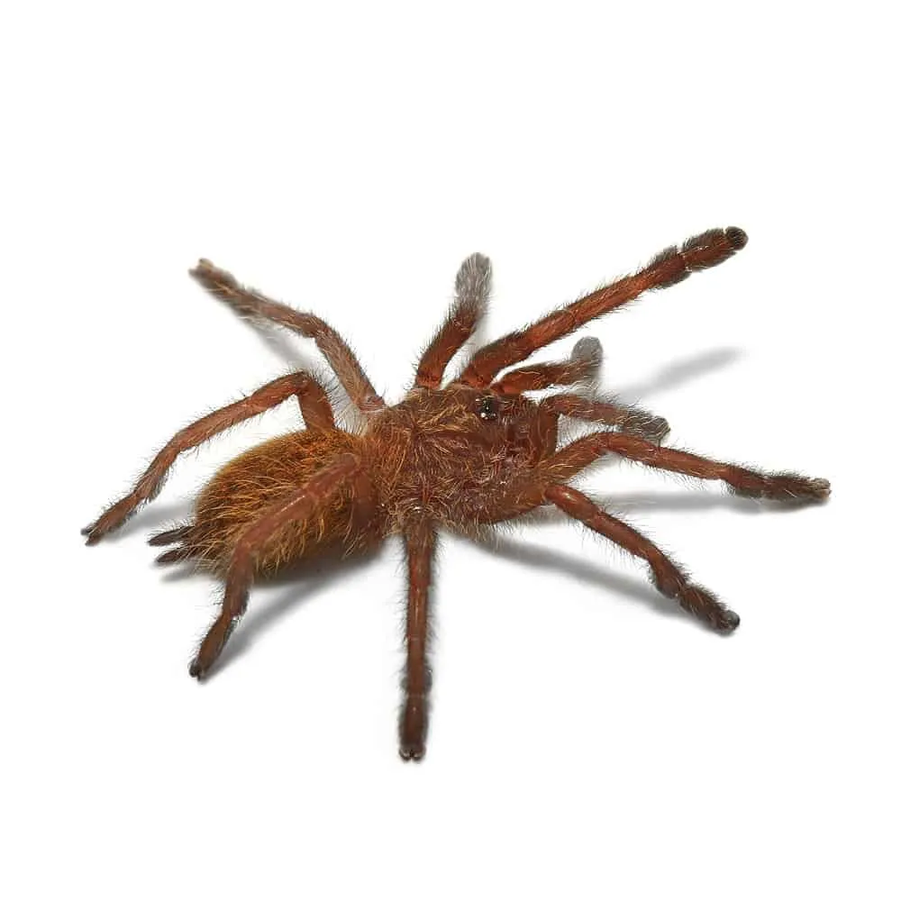 /img/24133-obt-tarantula-handling.webp