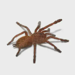 /img/24133-obt-tarantula-handling.webp