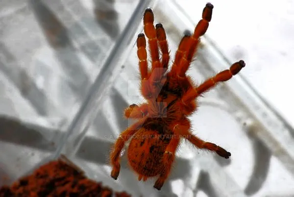 24133 obt tarantula in habitat
