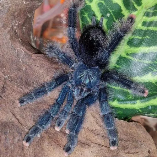 24133 obt tarantula morph