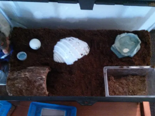 24134 tarantula health check