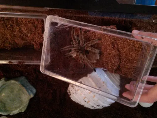 24134 tarantula healthy environment