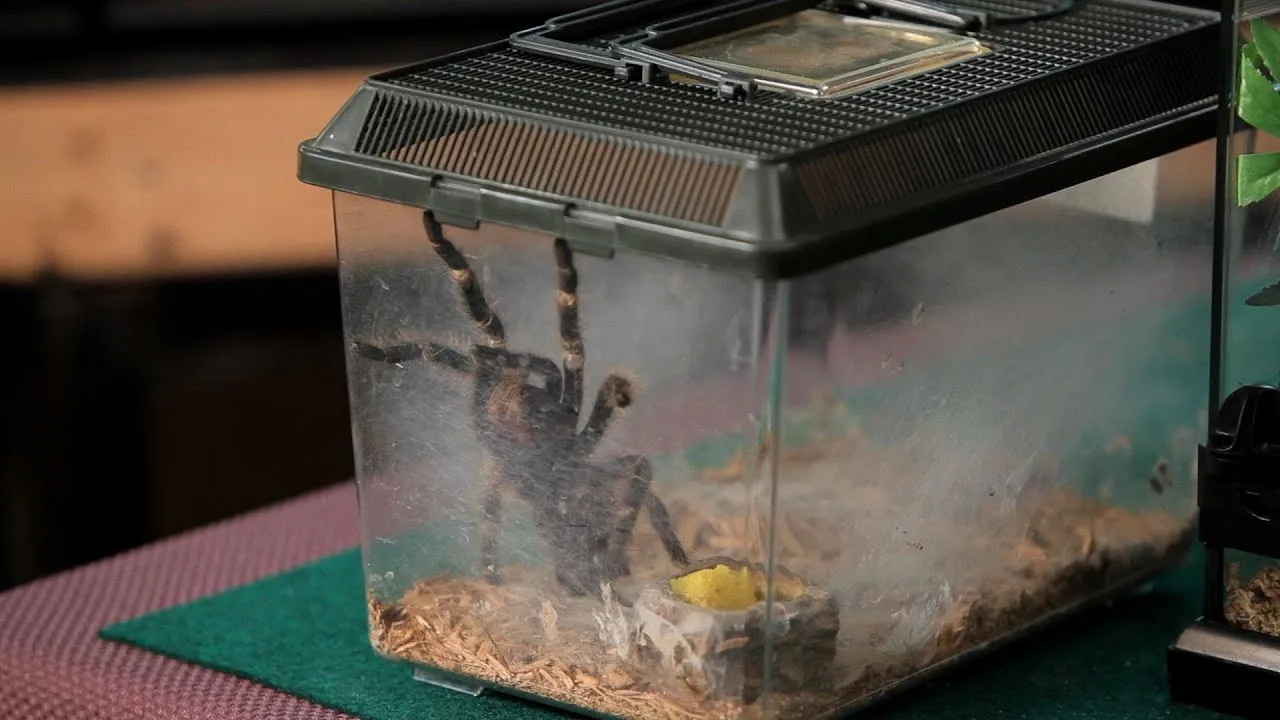 24134 tarantula humidity