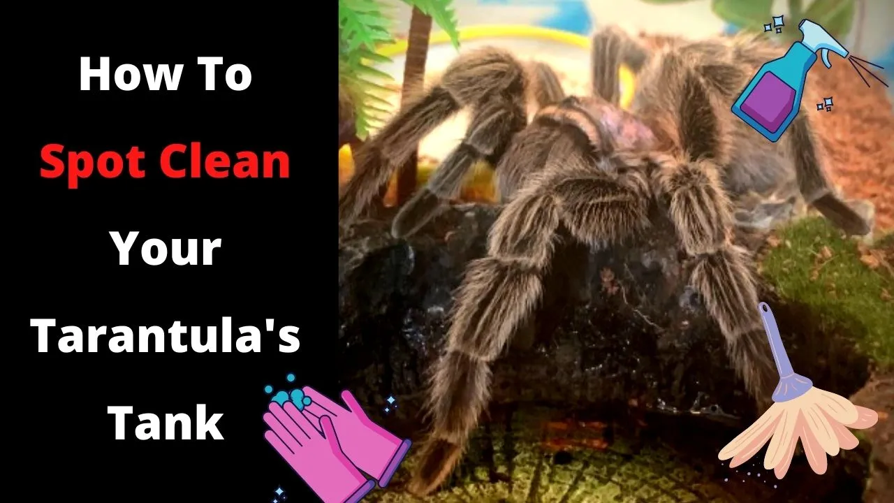 24134 tarantula substrate