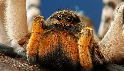 24135 tarantula catching tools