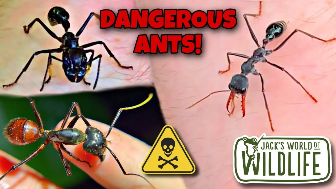 /img/24137-ant-species-hilversum.webp