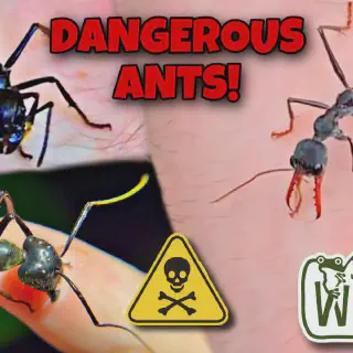 /img/24137-ant-species-hilversum.webp