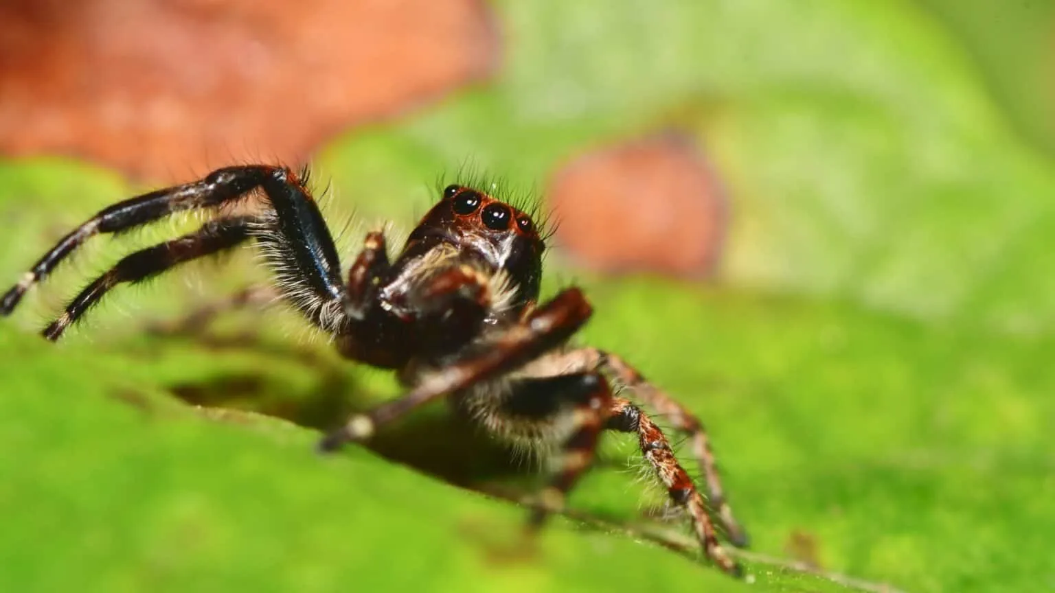 24137 tarantula defending