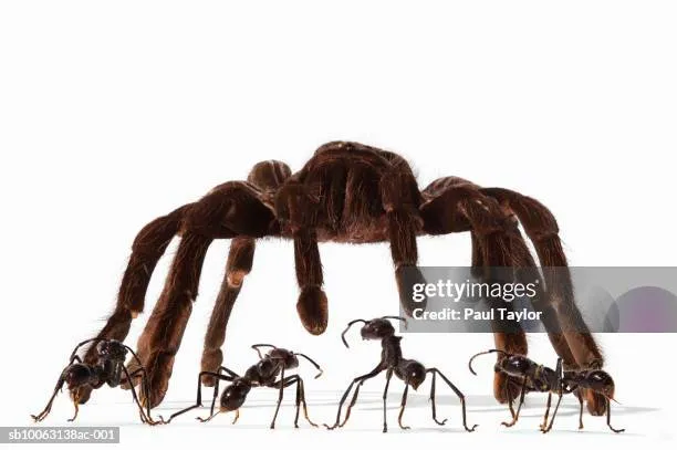 24137 tarantula habitat