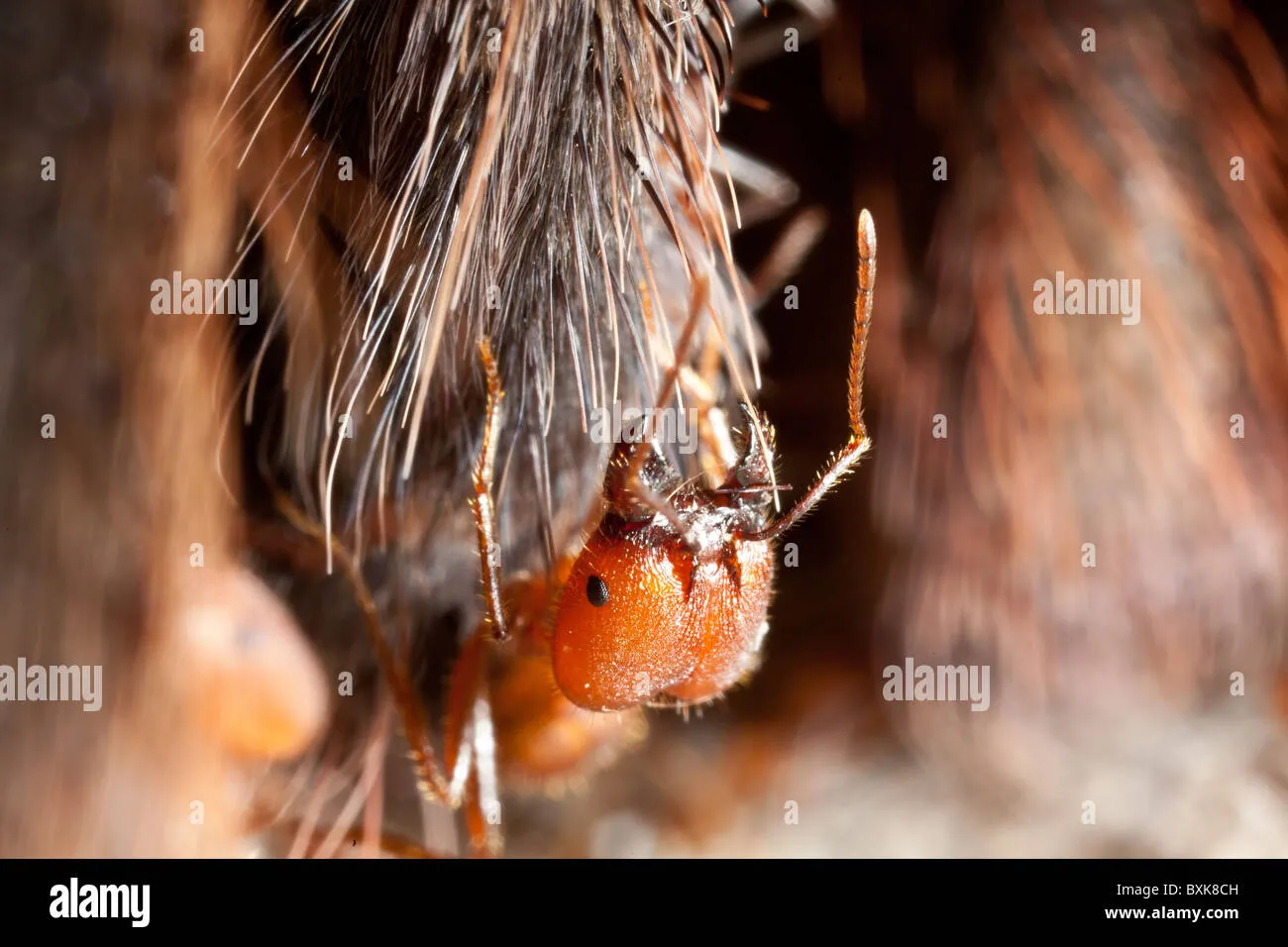 24137 tarantula health check