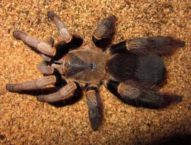 24138 hybrid tarantula species image1