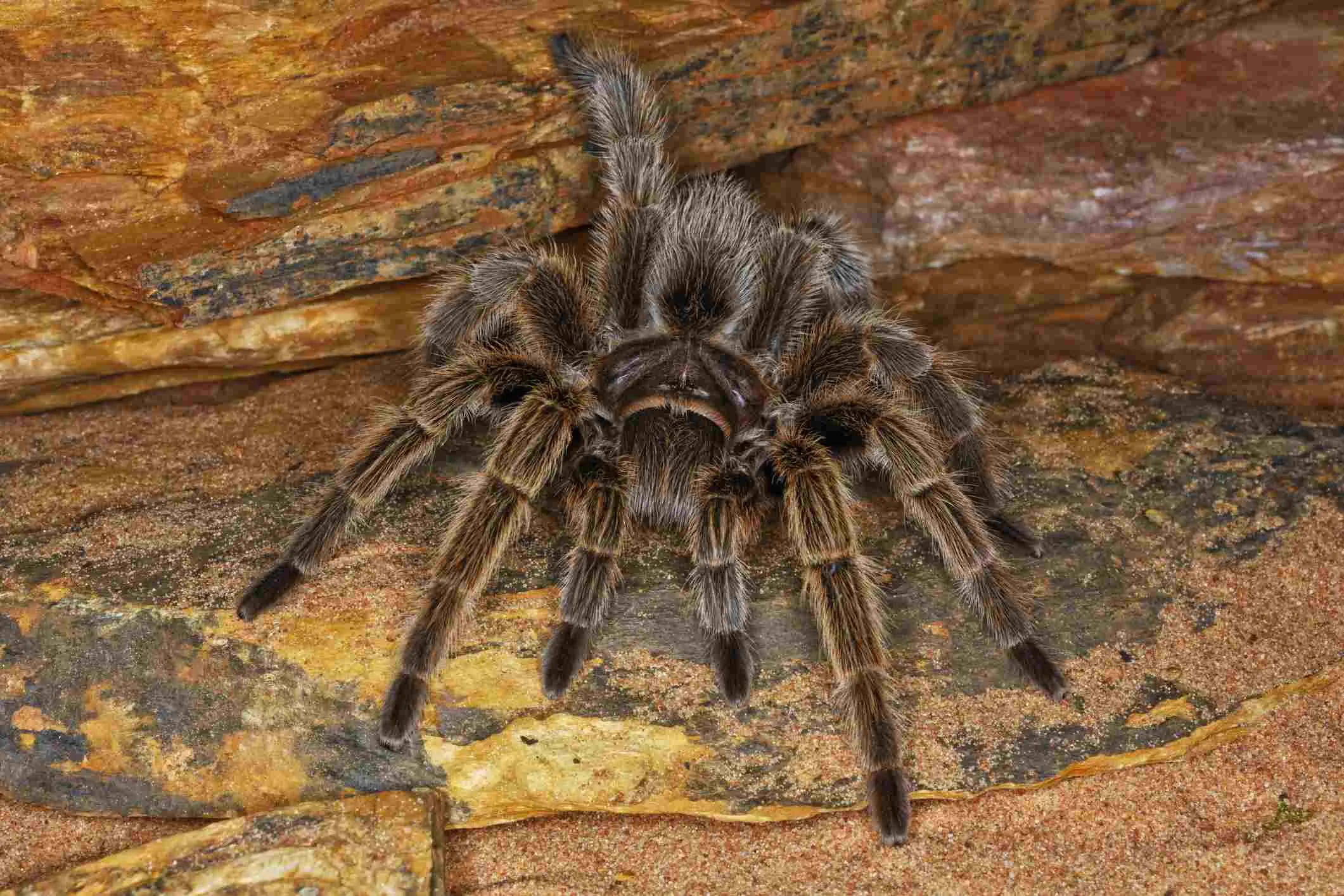 24138 hybrid tarantula species image3