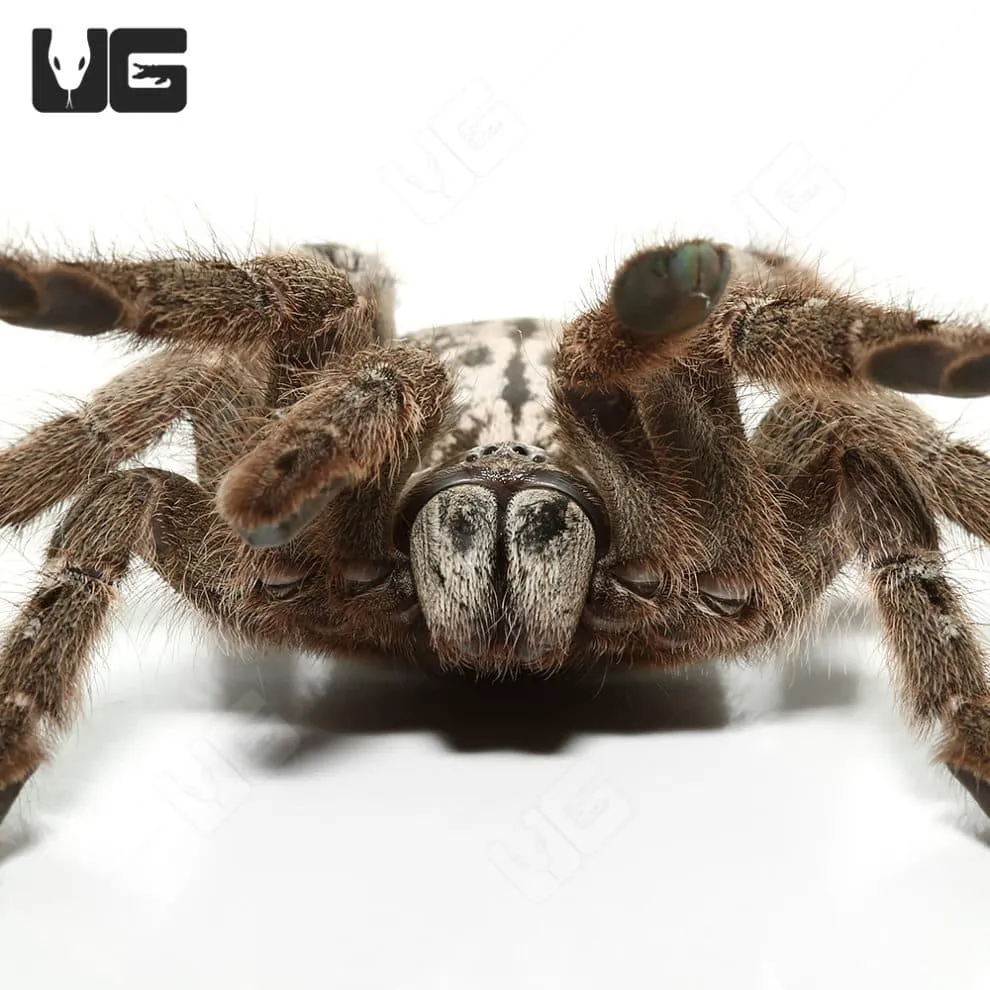 24140 giant baboon tarantula close up