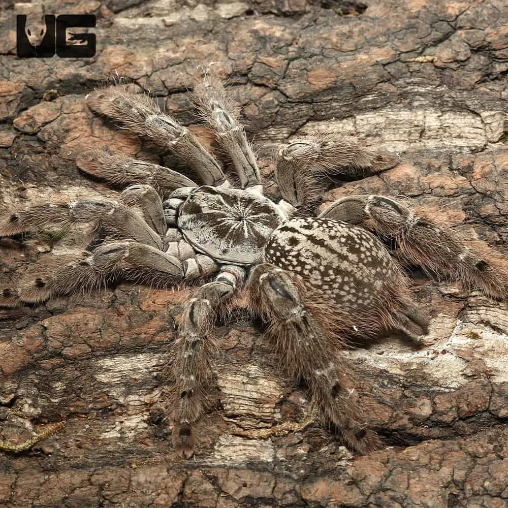 24140 giant baboon tarantula enclosure