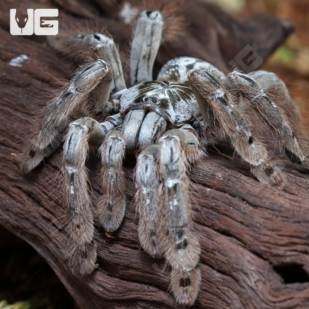 24140 giant baboon tarantula handling
