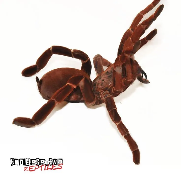24140 giant baboon tarantula molting