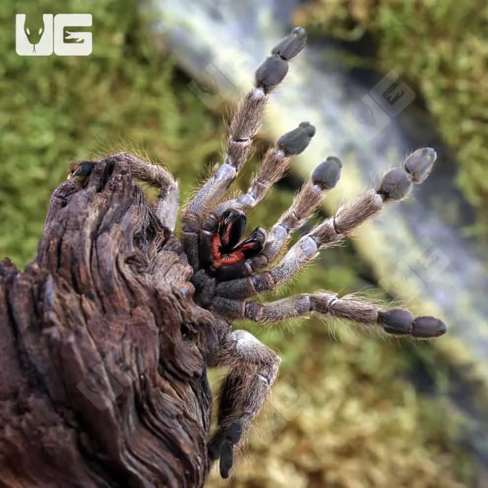 /img/24140-giant-baboon-tarantula-water-dish.webp