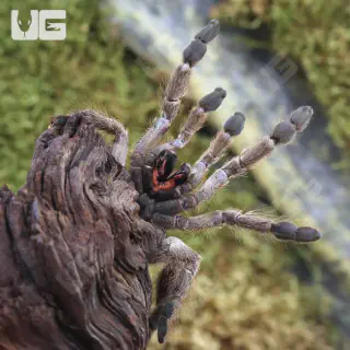 /img/24140-giant-baboon-tarantula-water-dish.webp