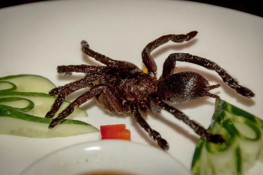 24142 tarantula fasting
