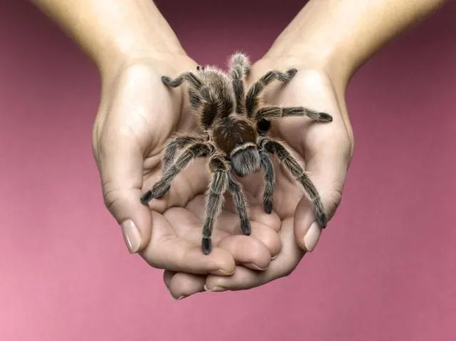24143 rose hair tarantula choosing