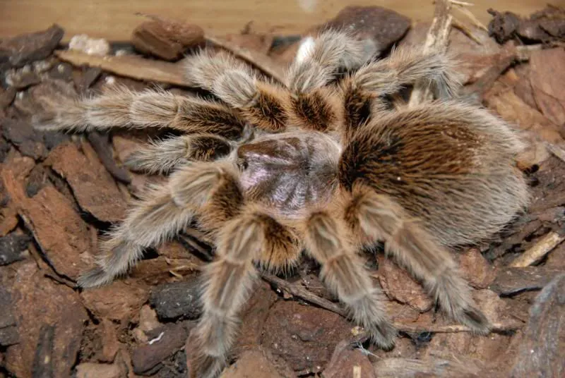 24143 rose hair tarantula enclosure