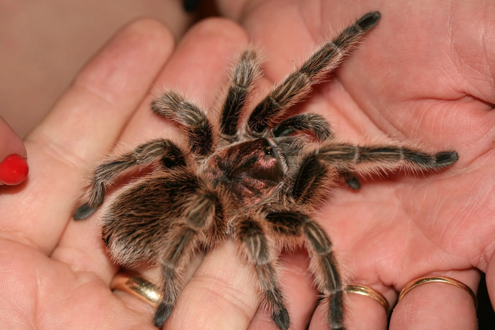 24143 rose hair tarantula feeding