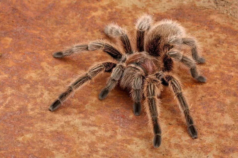 24143 rose hair tarantula habitat