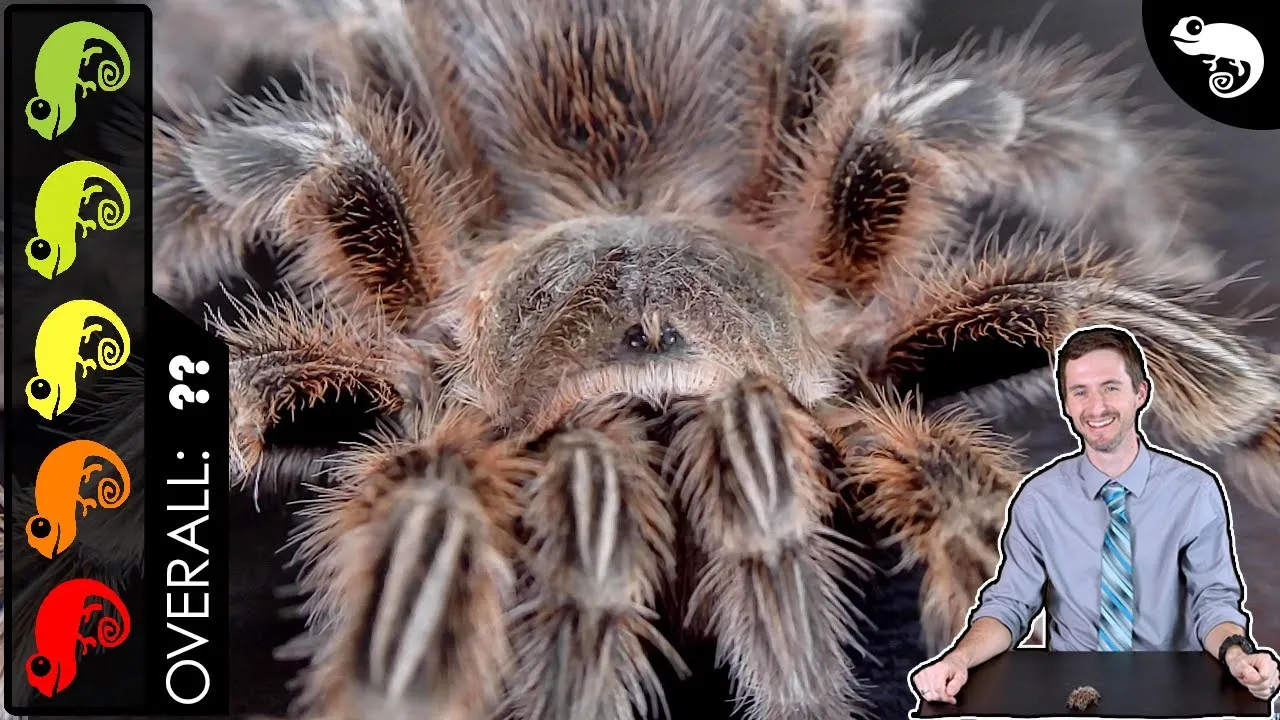 24143 rose hair tarantula handling