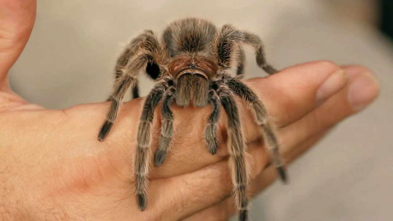 24143 rose hair tarantula health