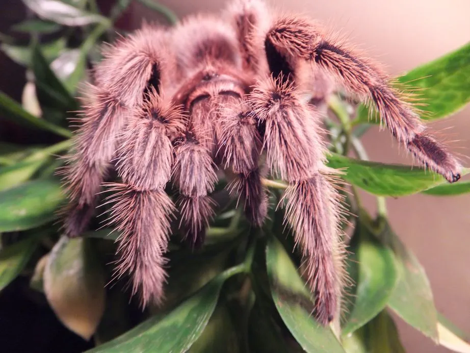/img/24143-rose-hair-tarantula-substrate.webp