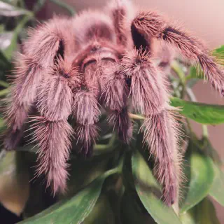 /img/24143-rose-hair-tarantula-substrate.webp