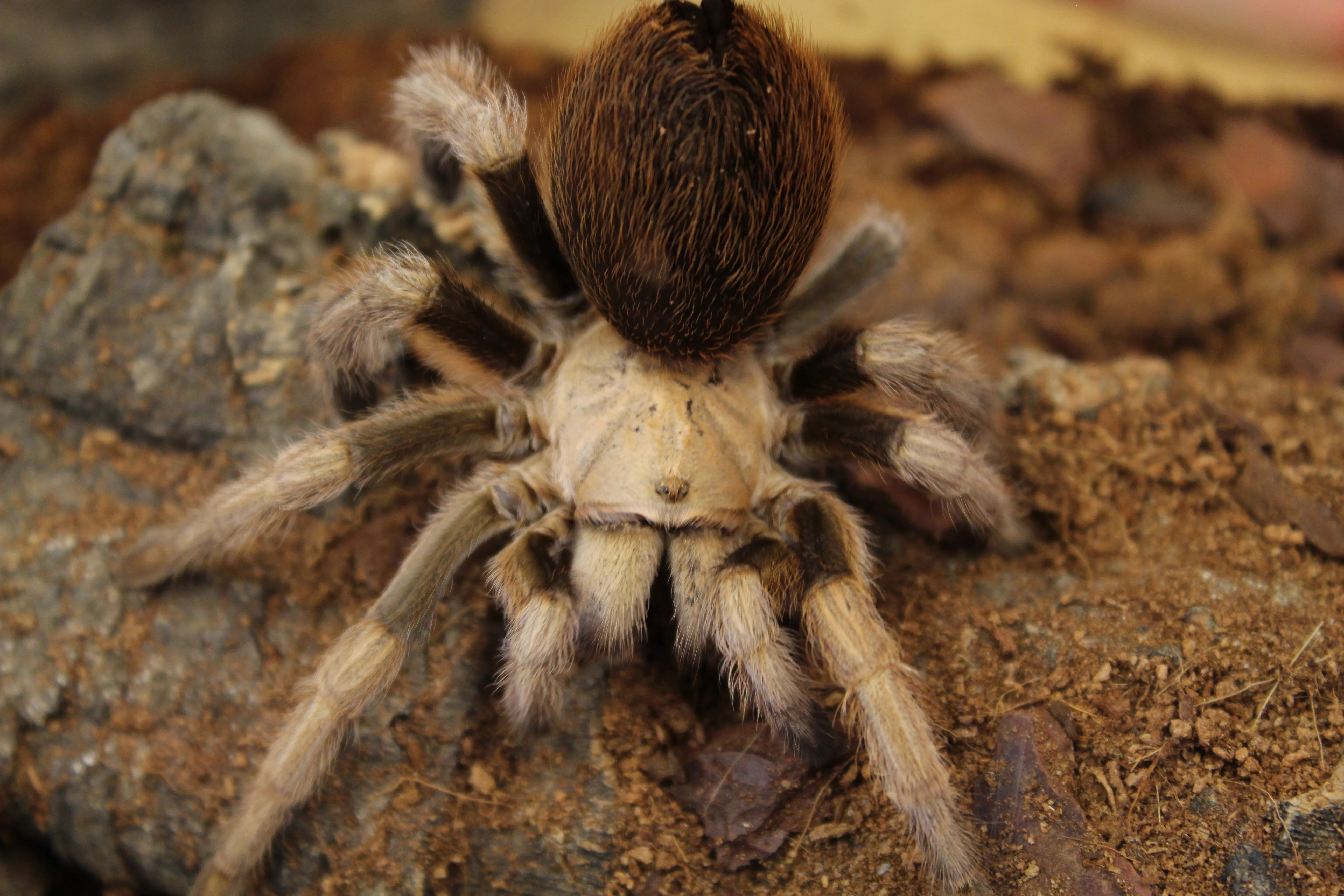24144 desert blonde tarantula eating