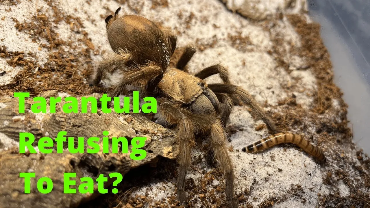 24144 desert blonde tarantula enclosure