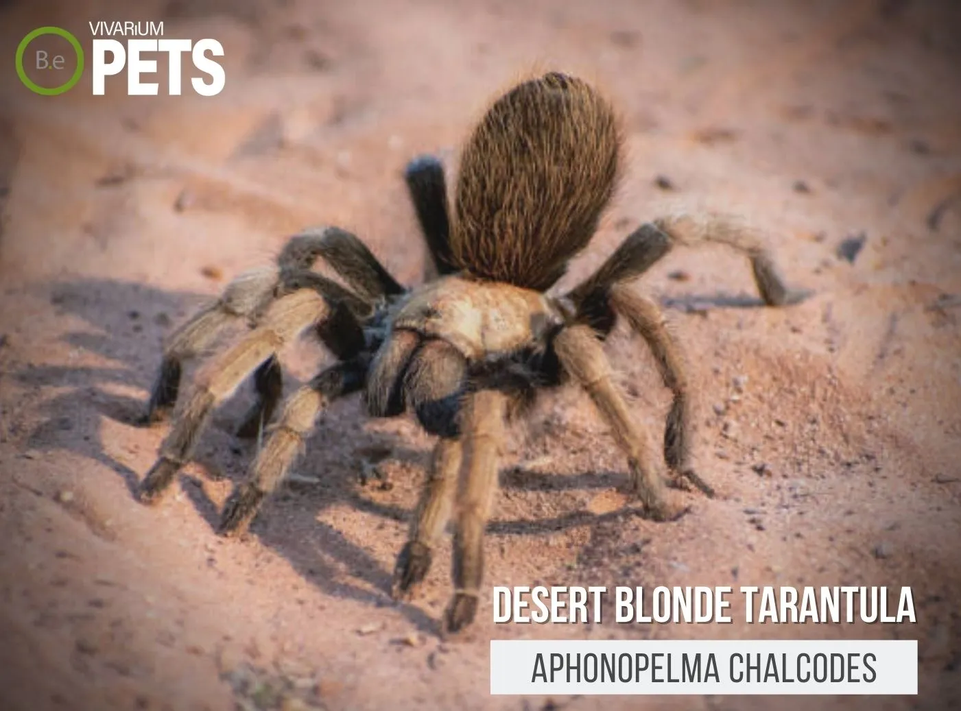 24144 tarantula molting