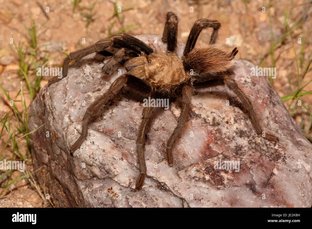 24144 tarantula prey size
