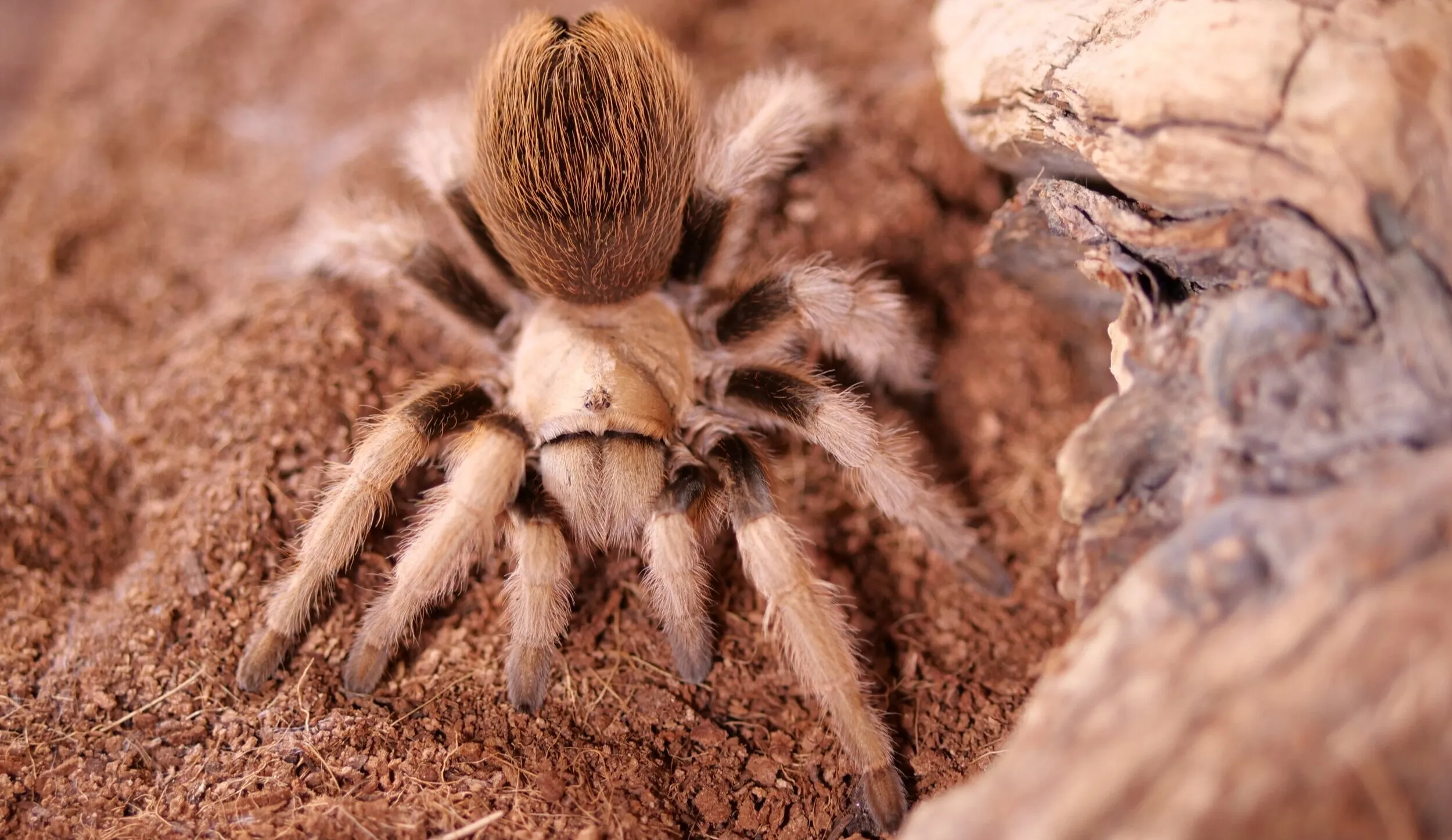 24144 tarantula temperature humidity