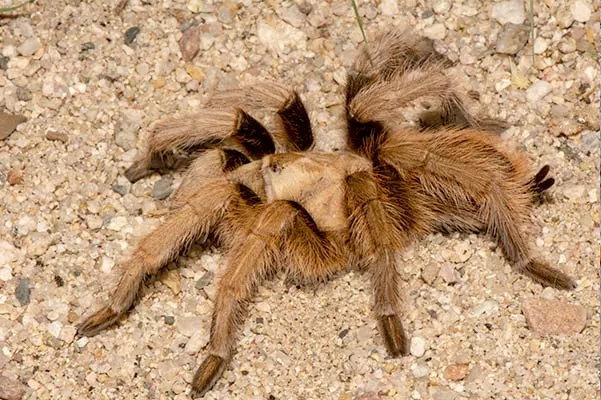 /img/24144-tarantula-vet-checkup.webp