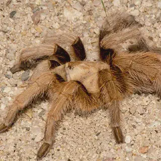 /img/24144-tarantula-vet-checkup.webp