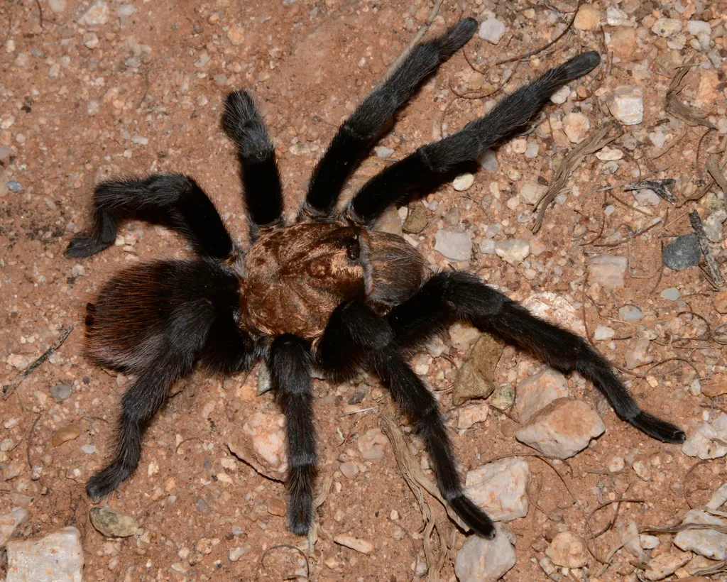 24144 tarantula water dish