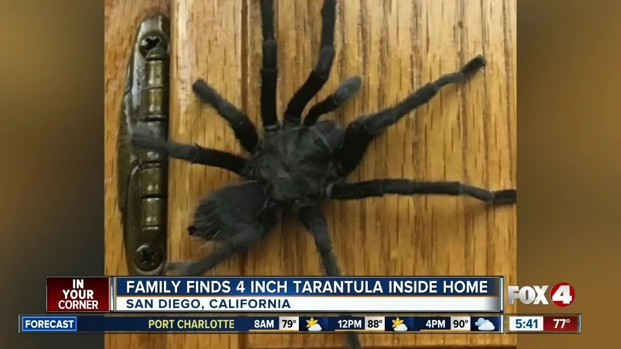 24145 tarantula bite symptoms